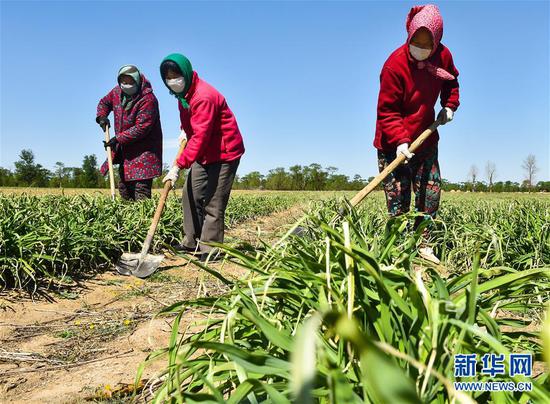  5月11日，農(nóng)民在山西省大同市云州區(qū)西坪鎮(zhèn)唐家堡村邊的黃花菜地里除草。新華社發(fā)（柴婷 攝）